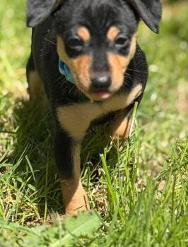 Chihuahua Dogs Available for Adoption in Roseburg, Oregon - Romeo  | PetCurious