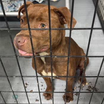 Soy Ginger -  Pit Bull Terrier Dog for Adoption in St. Louis, Missouri - Soy Ginger | PetCurious