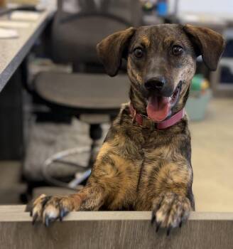 Sasha -  Plott Hound Dog for Adoption in New Rochelle, New York - Sasha | PetCurious