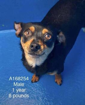 Worcestershire -  Chihuahua and Mixed Breed Dog for Adoption in Calgary, Alberta - Worcestershire | PetCurious