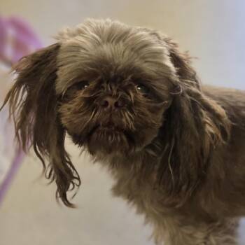 Shih Tzu Dogs Available for Adoption in Wickenburg, Arizona - Thelma | PetCurious