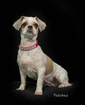 Patches -  Shih Tzu Dog for Adoption in Hot Springs Village, Arkansas - Patches | PetCurious