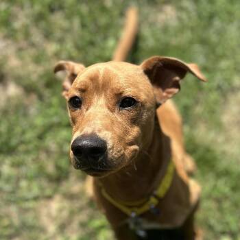 Rocky -  Mixed Breed Dog for Adoption in Asheville, North Carolina - Rocky | PetCurious