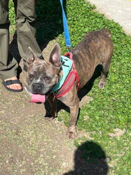 Rescue French Bulldog Dogs for Adoption in St. Petersburg, Florida - Gigi | PetCurious
