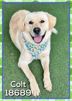 Yellow Labrador Retriever Dogs Available for Adoption in Marietta, Georgia - COLT (also See GUTHRIE) | PetCurious