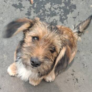 Schnauzer and Corgi Dogs Available for Adoption - Aladdin | PetCurious