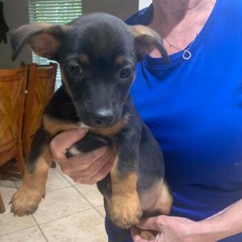 Joy -  Chihuahua Dog for Adoption in Park Row, Texas - Joy | PetCurious