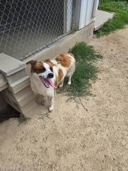 Kodi -  Australian Shepherd Dog for Adoption in Maquoketa, Iowa - Kodi | PetCurious