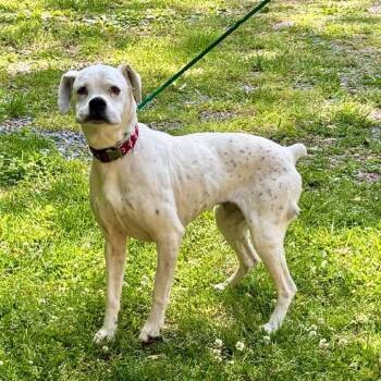 Molly -  Boxer and Mixed Breed Dog Available for Adoption in Charlottesville, Virginia - Molly | PetCurious