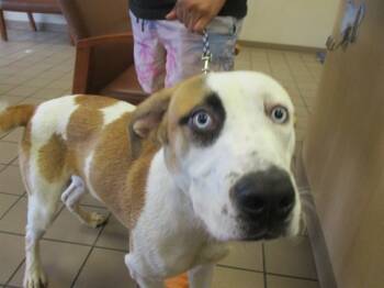 Rescue Labrador Retriever Dogs for Adoption in Ocala, Florida - OUTLAW | PetCurious