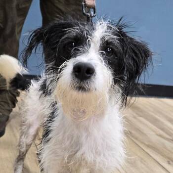 Jumpy -  Mixed Breed Dog for Adoption in Newark, New Jersey - Jumpy | PetCurious