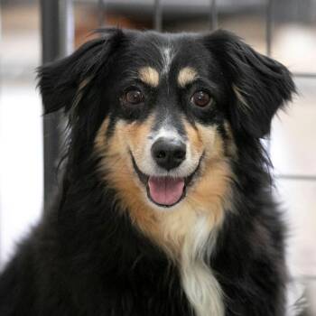 Australian Shepherd Dogs Available for Adoption - Pebbles (MR26-334) | PetCurious