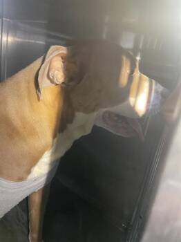 Pit Bull Terrier Dogs Available for Adoption in Dallas, Texas - ALINTA | PetCurious