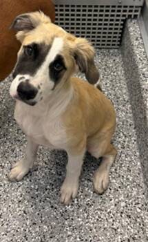 CHEVY -  Anatolian Shepherd and Mixed Breed Dog for Adoption in Forney, Texas - CHEVY | PetCurious