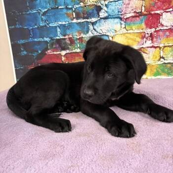 Black Labrador Retriever Dogs Available for Adoption in Charlottesville, Virginia - Junebug | PetCurious
