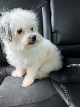 Kingsley -  Maltese Dog for Adoption in Louise, Texas - Kingsley | PetCurious
