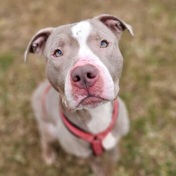 Pit Bull Terrier Dogs Available for Adoption - Snoopy | PetCurious