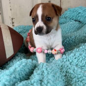 Pearl -  Corgi and Jack Russell Terrier Dog for Adoption in Atlanta, Texas - Pearl | PetCurious