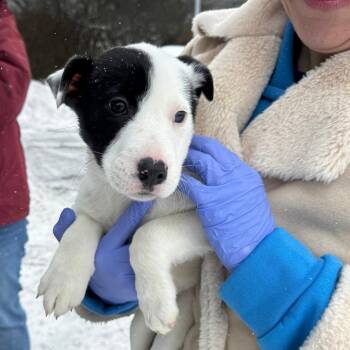 Border Collie and Terrier Dogs Available for Adoption - NY Penelope Avail Feb 14 (Tractor Supply Patterson) | PetCurious