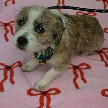 Mixed Breed Dogs Available for Adoption - Simba | PetCurious