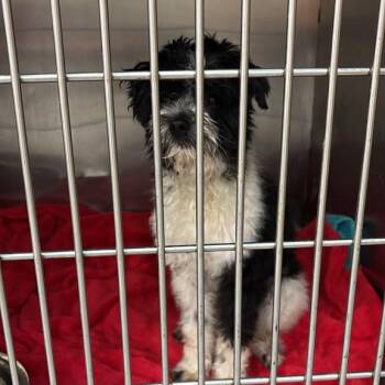 ROBBIE -  Havanese and Shih Tzu Dog for Adoption in Sunrise, Florida - ROBBIE | PetCurious