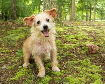 Twinkie -  Terrier Dog for Adoption in Baldwin, Maryland - Twinkie | PetCurious