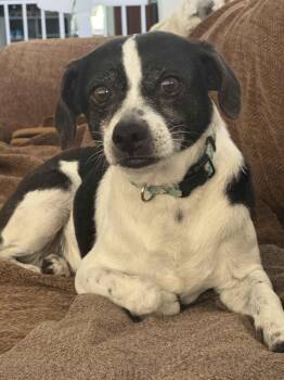 Rescue Terrier Dogs for Adoption in Houston, Texas - Middle | PetCurious