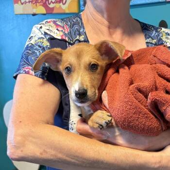 Pepperoni -  Mixed Breed Dog for Adoption in Jefferson City, Tennessee - Pepperoni | PetCurious