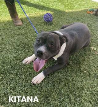Rescue American Bully Dogs for Adoption in Washington, Georgia - Kitana | PetCurious