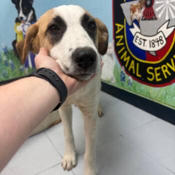 Anatolian Shepherd and Mixed Breed Dogs Available for Adoption in Corsicana, Texas - P45844 | PetCurious