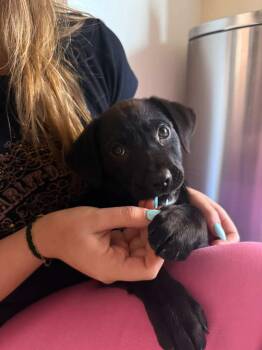 Black Labrador Retriever and Labrador Retriever Dogs Available for Adoption in San Diego, California - Bloom | PetCurious