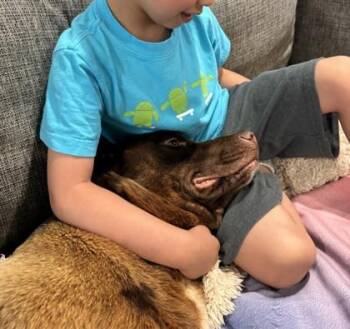 Fudge Pie -  Retriever and Mixed Breed Dog for Adoption in Morristown, New Jersey - Fudge Pie | PetCurious