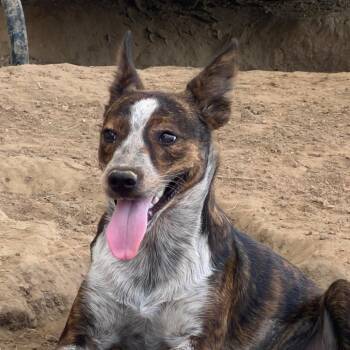 Hannah -  Cattle Dog and Mixed Breed Dog for Adoption in West Point, Mississippi - Hannah | PetCurious