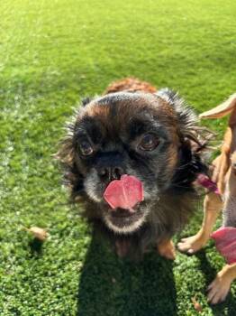 Linus the Lion -  Pekingese Dog for Adoption in Denver, Colorado - Linus The Lion | PetCurious