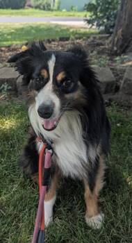 Goose CA -  Australian Shepherd Dog for Adoption in Hillside, Illinois - Goose CA | PetCurious