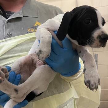 Tango (Army Brats) -  Pointer and Mixed Breed Dog Available for Adoption in TIMBERCRK CYN, Texas - Tango (Army Brats) | PetCurious
