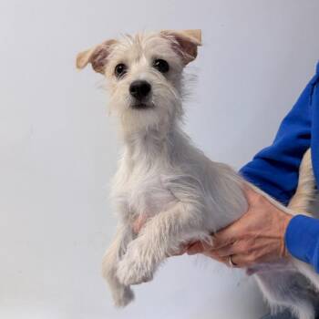 Moro -  Mixed Breed Dog for Adoption in Medford, Oregon - Moro | PetCurious
