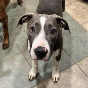 Moon -  Mixed Breed Dog for Adoption in Chattanooga, Tennessee - Moon | PetCurious