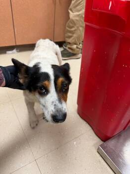 Maggie -  Corgi and Mixed Breed Dog for Adoption in Bossier City, Louisiana - Maggie | PetCurious