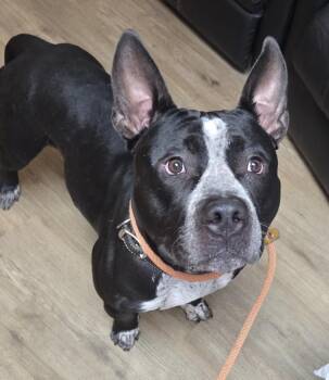 Shy -  American Bully Dog for Adoption in Mckeesport, Pennsylvania - Shy | PetCurious