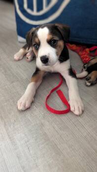 Yoshi -  Mixed Breed Dog for Adoption in Saskatoon, Saskatchewan - Yoshi | PetCurious
