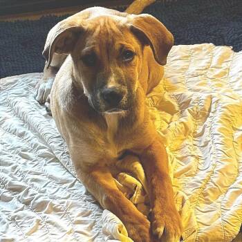 Leo (formerly Pistachio -  Mixed Breed Dog for Adoption in Bartlett, Tennessee - Leo (formerly Pistachio | PetCurious