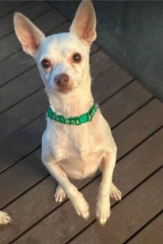Cooper in TX -  Chihuahua Dog for Adoption in Cranston, Rhode Island - Cooper In TX | PetCurious