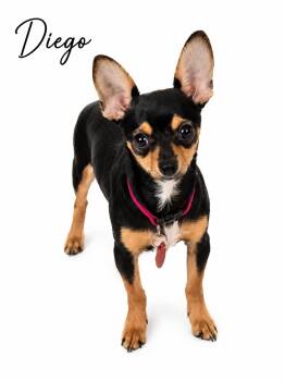 Chihuahua and Dachshund Dogs Available for Adoption in Sylvania, Georgia - Diego | PetCurious