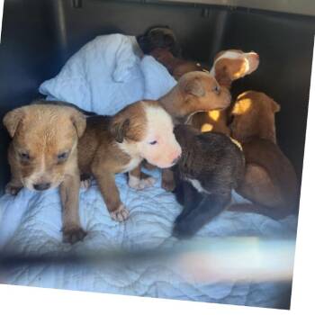 Boulder -  Mixed Breed Dog for Adoption in Mocksville, North Carolina - Boulder | PetCurious