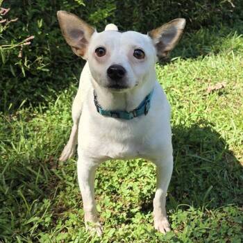 Willie 2026 -  Terrier and Chihuahua Dog for Adoption in Cincinnati, Ohio - Willie 2026 | PetCurious