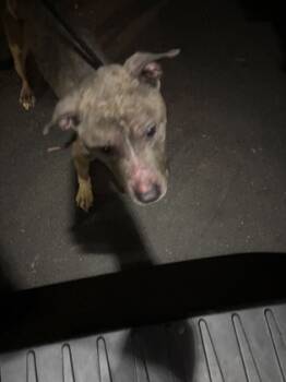 Rescue Mixed Breed Dogs for Adoption in West Chester, Pennsylvania - Dolly | PetCurious