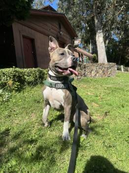Ace -  American Bully and American Staffordshire Terrier Dog for Adoption in Pacifica, California - Ace | PetCurious