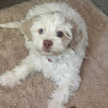 Maltese Dogs Available for Adoption - Falkor | PetCurious