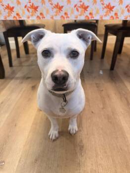 Momo Sugar the Happiest Petite Fella -  Staffordshire Bull Terrier and Chihuahua Dog for Adoption in Friendswood, Texas - Momo Sugar The Happiest Petite Fella | PetCurious